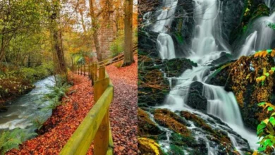 crawfordsburn country park